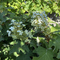 Hydrangea q Peewee #3