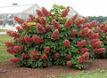 Hydrangea q Ruby Slippers #3