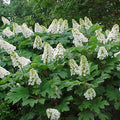 Hydrangea q Snow Queen 2.5'