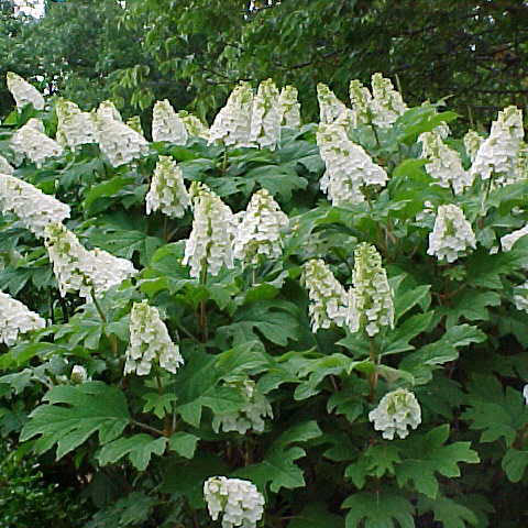 Hydrangea q Snow Queen 3'