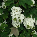 Hydrangea quercifolia #5