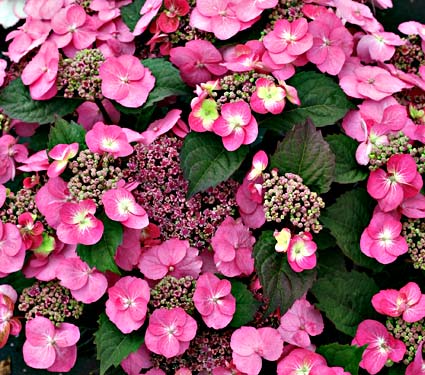 Hydrangea ser Tuff Stuff #3