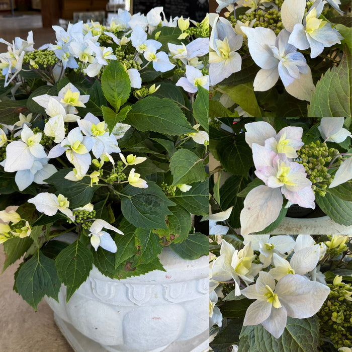 Hydrangea ser Tuff Stuff Ah-Ha #3