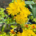 Hypericum prolificum #3