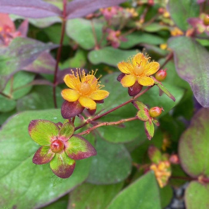 Hypericum x Albury Purple #3