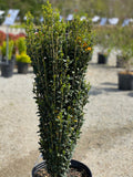 Ilex cr Sky Pencil #7