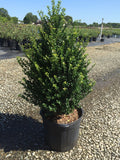 Ilex cr Steeds #3