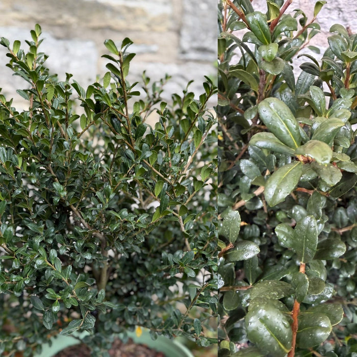 Ilex cr Winterscape Chilly Willy #3