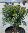 Ilex gl Shamrock #3