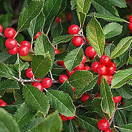 Ilex v Red Sprite #3