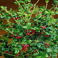 Ilex x China Girl #7