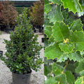 Ilex x Monarch Purple #7