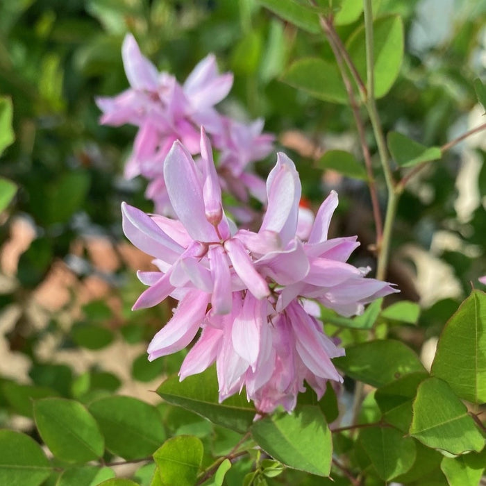 Indigofera kirilowii #3