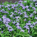 Iris cristata #1