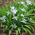 Iris cristata Powder Blue Giant #1