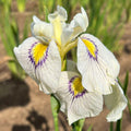 Iris pseudata Eye Liner #1