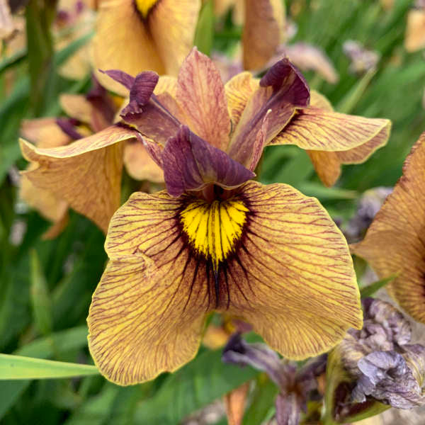 Iris pseudata Yarai ('Night Thunder')#1