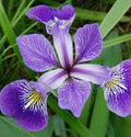 Iris versicolor #1