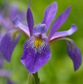 Iris versicolor Purple Flame #1