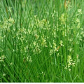 Juncus effusus #1