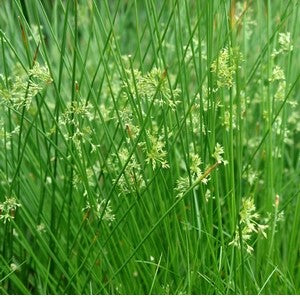 Juncus effusus #1