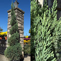 Juniper ch Blue Point #7 Spiral