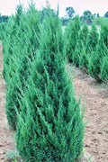 Juniper ch Blue Point #7