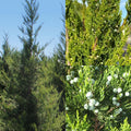 Juniper ch Fairview 5'