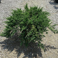 Juniper ch Green Sargent #3