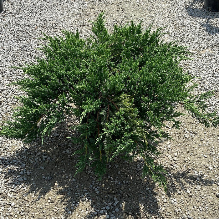 Juniper ch Green Sargent #3