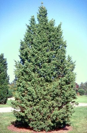 Juniper ch Iowa 3'