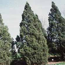 Juniper ch Keteleeri 7'