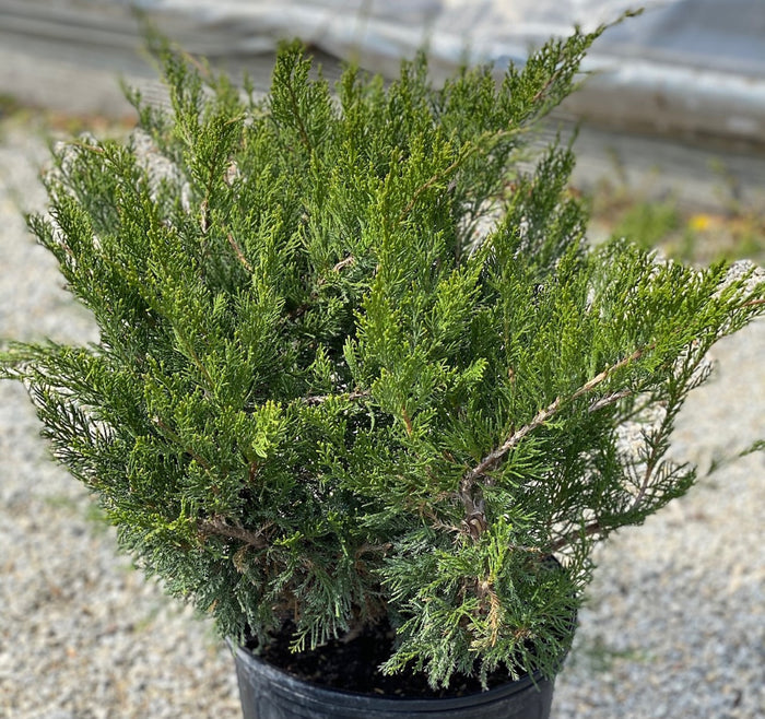 Juniper ch Mint Julep #3