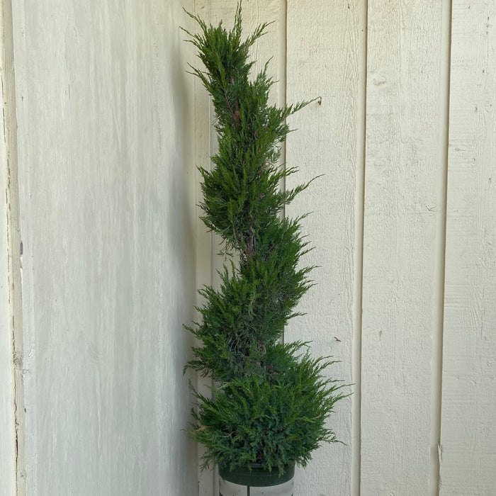 Juniper ch Mint Julep spiral #5