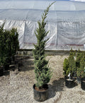 Juniper ch Trautman 6'