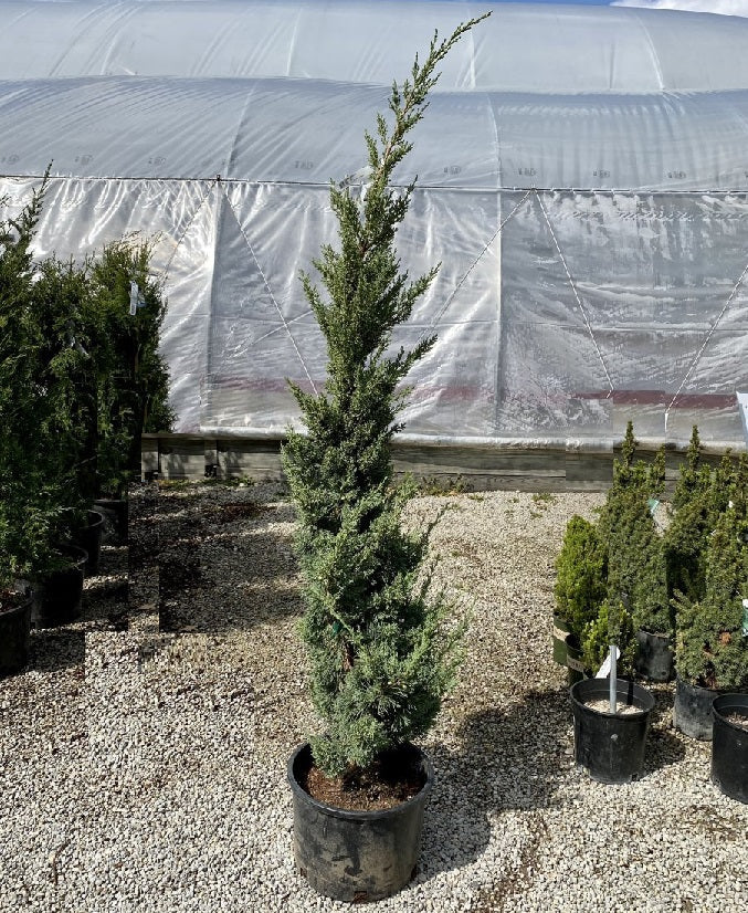 Juniper ch Trautman 6'