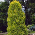 Juniper com Gold Cone #7
