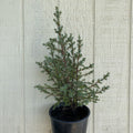 Juniper com Miniature #3