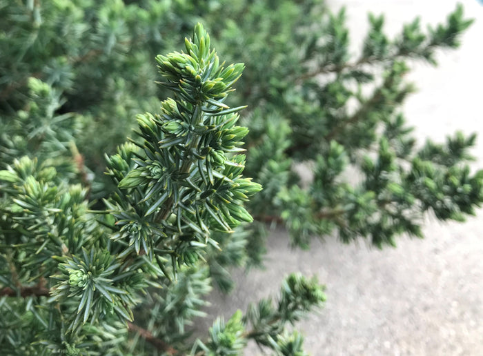 Juniper con Blue Pacific #3
