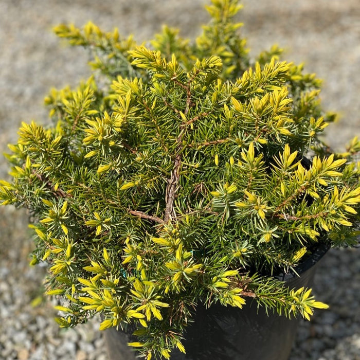Juniper con Golden Pacific #3