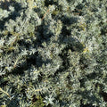 Juniper con Silver Mist #3