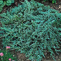 Juniper h Icee Blue #2