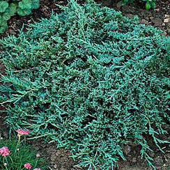Juniper h Icee Blue #2