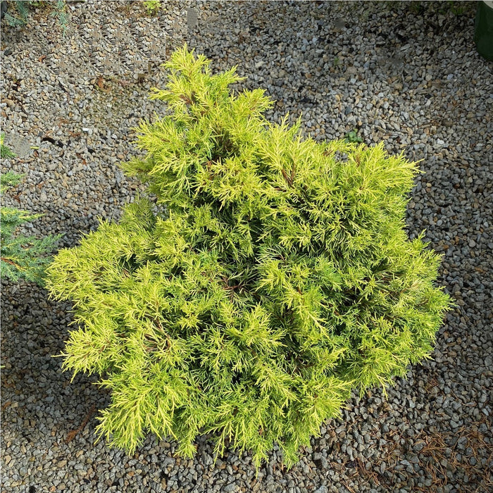 Juniper pfitz Golden Joy #3
