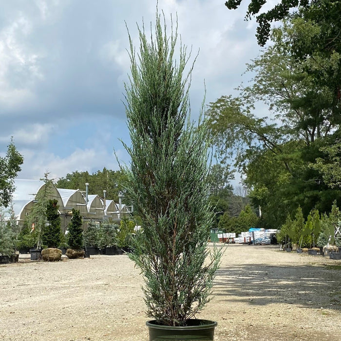 Juniper scop Blue Arrow #5
