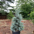 Juniper scop Blue Haven #7