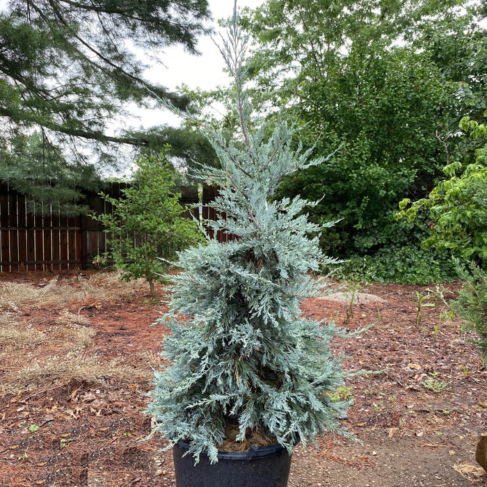 Juniper scop Blue Haven #7