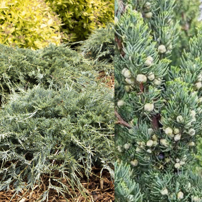Juniper scop Burly Blue #2