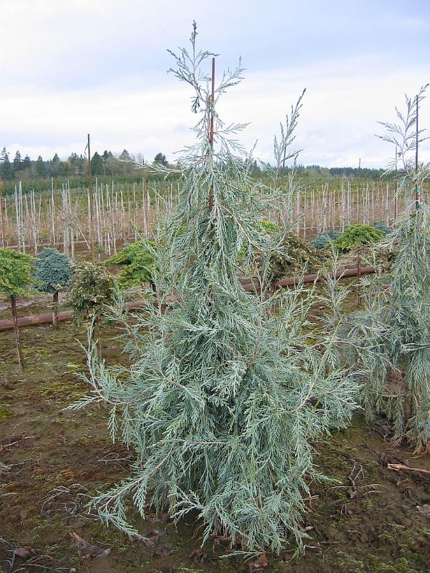 Juniper scop Candelabra 5'