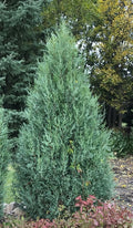 Juniper scop Medora #6